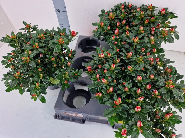 <h4>RHODO SI OV</h4>