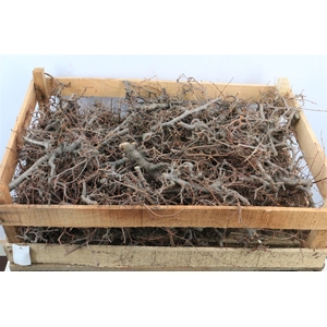 Bonsai Wood Natural Wooden Box