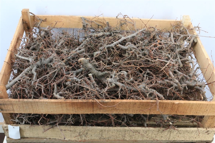 <h4>Bonsai Wood Natural Wooden Box</h4>