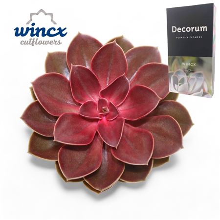 Echeveria Red Ruby Cutflower Wincx-14cm