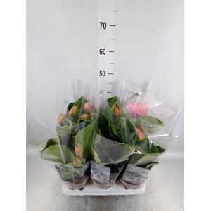 Medinilla magn. 'Candy'