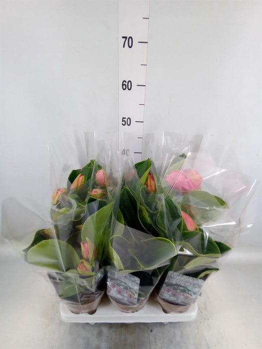 <h4>Medinilla magn. 'Candy'</h4>