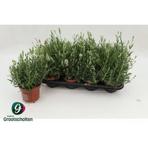 LAVANDULA ELL ICE P13