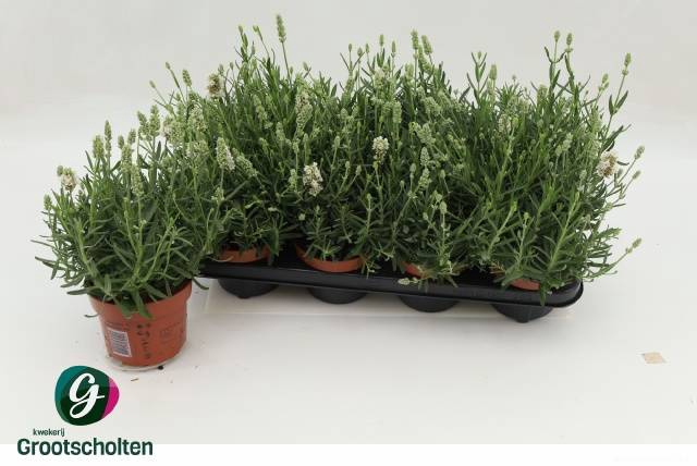 <h4>LAVANDULA ELL ICE P13</h4>