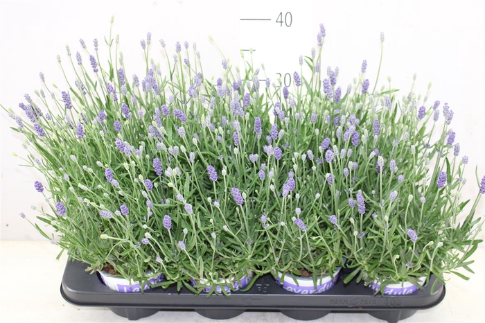 <h4>Lavandula Hidcote Blue Blauw</h4>