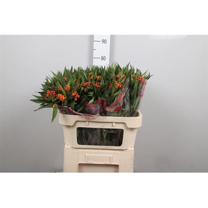 Ascl Incarnata Orange