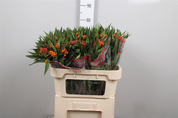 <h4>Ascl Incarnata Orange</h4>