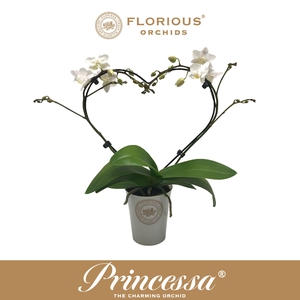 No9 Phalanopsis 2 Tak Wit heartshape