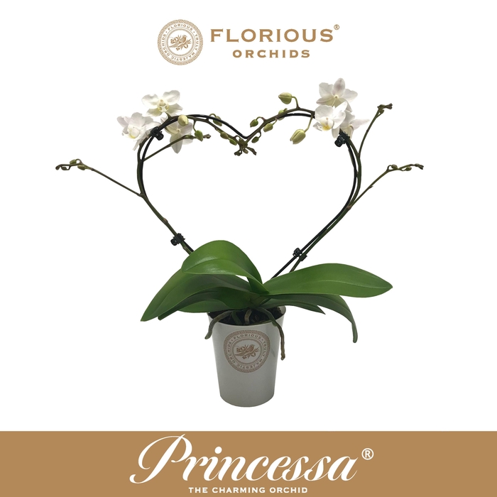 <h4>No9 Phalanopsis 2 Tak Wit heartshape</h4>