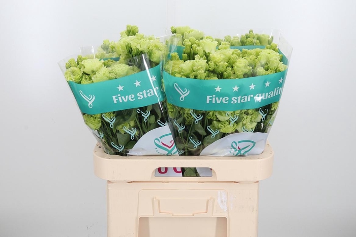 <h4>Eus G Rosan Emerald</h4>