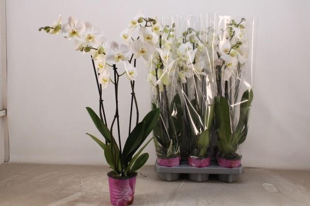 <h4>PHAL OV WIT</h4>