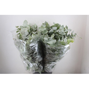 Euca Cinerea 200gr P Bunch