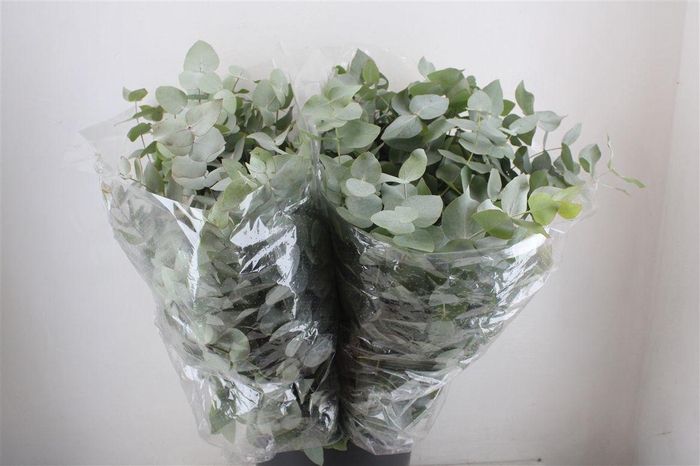<h4>Euca Cinerea 200gr P Bunch</h4>