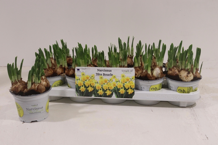 <h4>NARC D TETE BOUCLE</h4>