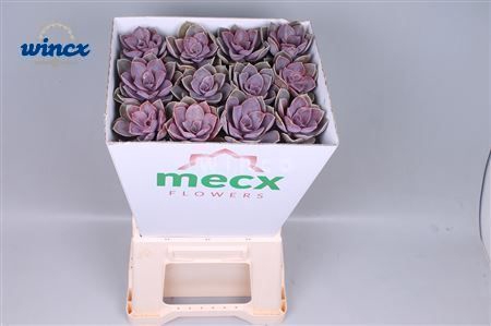 Echeveria Pearl V Neurenberg (mecx Flowers) Mecx-e