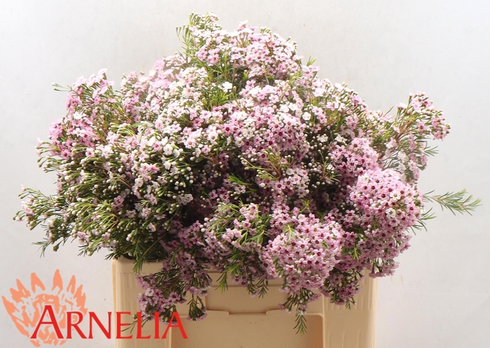 <h4>CHAME UNCINATUM OV</h4>