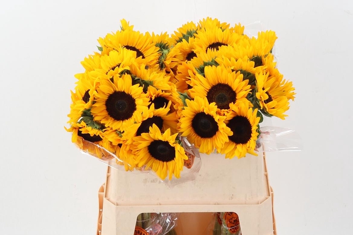 <h4>Heli Orange Fire</h4>