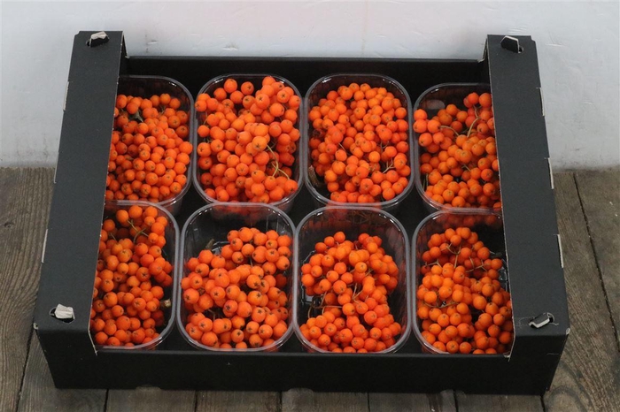 Sier Sorbusbes Orange X8