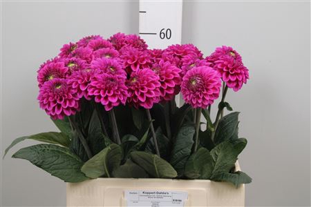 <h4>Dahl Purple Fox</h4>