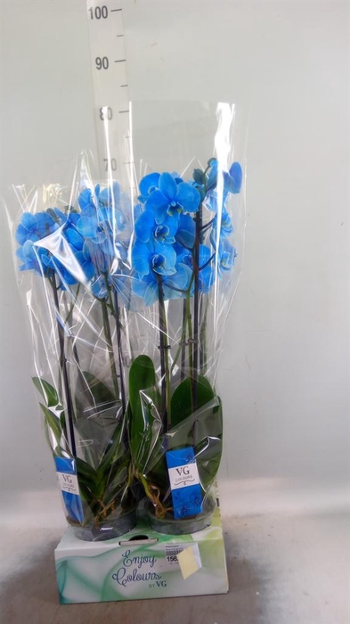 <h4>Phalaenopsis   ...</h4>