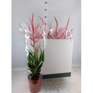 TILLANDSIA  'DOLCE'  XXL PINK
