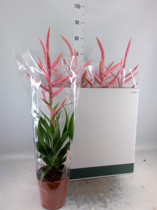 <h4>TILLANDSIA  'DOLCE'  XXL PINK</h4>