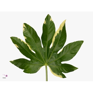 Aralia Bont 30 Cm South Africa