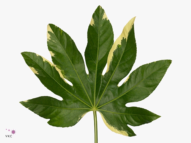 <h4>Aralia Bont 30 Cm South Africa</h4>