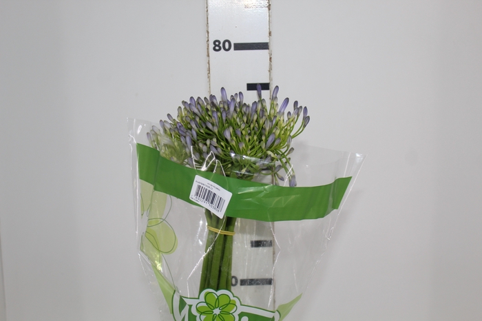 <h4>AGAPANTHUS LILAS</h4>