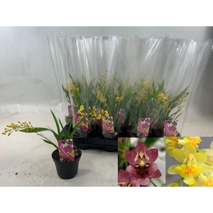 ONCIDIUM OV