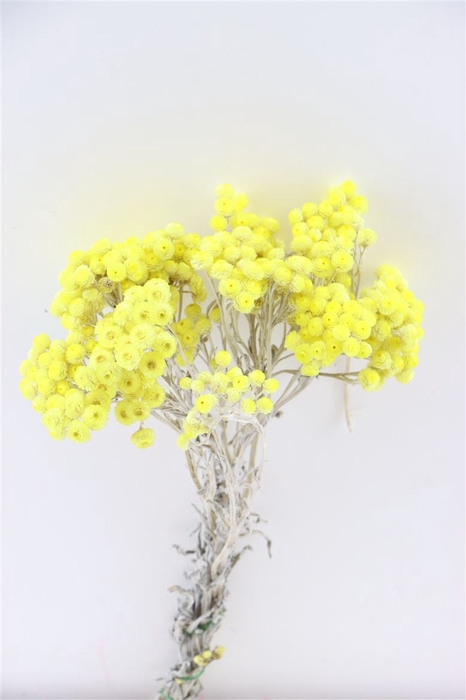 Dried Immortelle Yellow Bunch