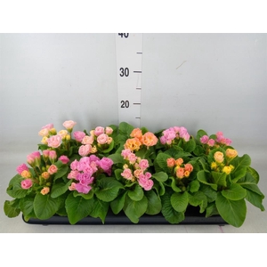 Primula ac. 'Bellerose'