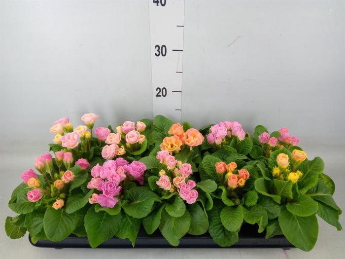 <h4>Primula ac. 'Bellerose'</h4>