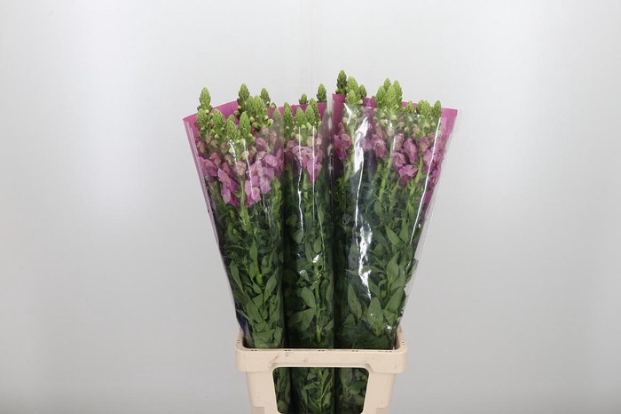 <h4>Antir Poto Lavend</h4>