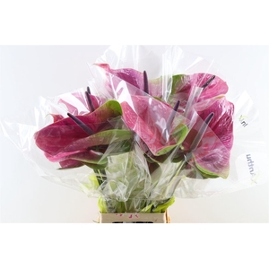 Anth A Rembrandt Purple