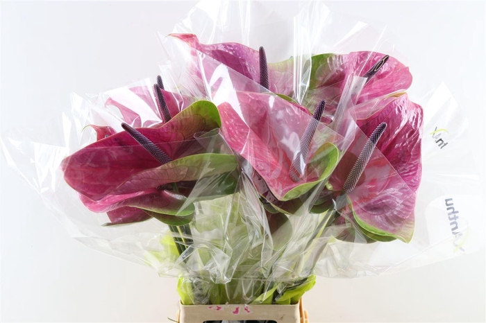 <h4>Anth A Rembrandt Purple</h4>