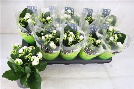 <h4>Kal Ge Whites White</h4>