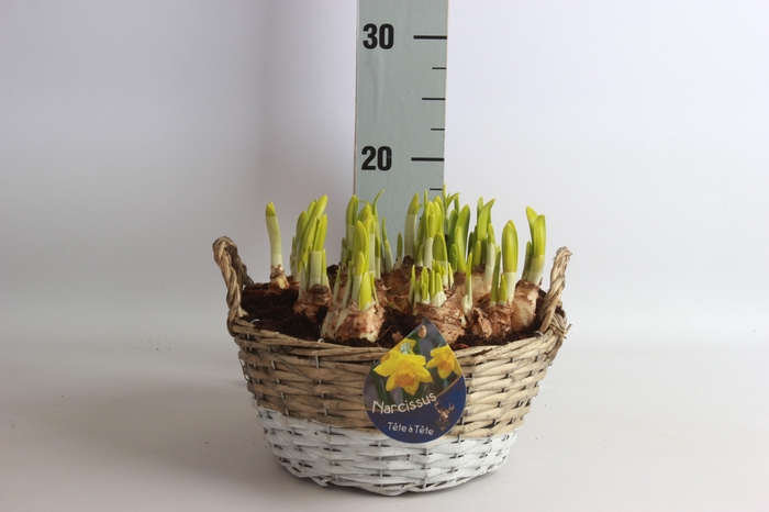 <h4>ARR NARCISSUS</h4>