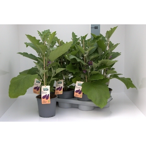 Aubergine Planten