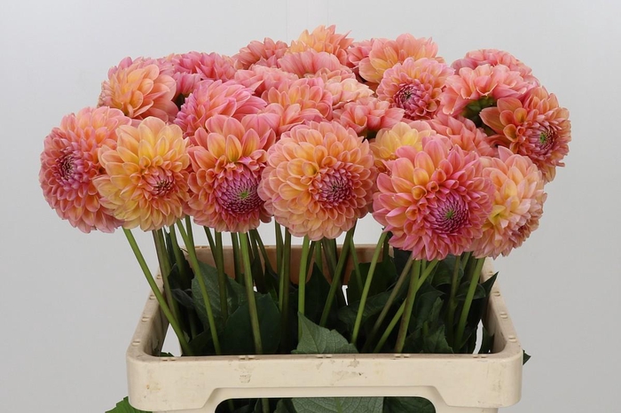 <h4>Dahlia Linda's Baby</h4>