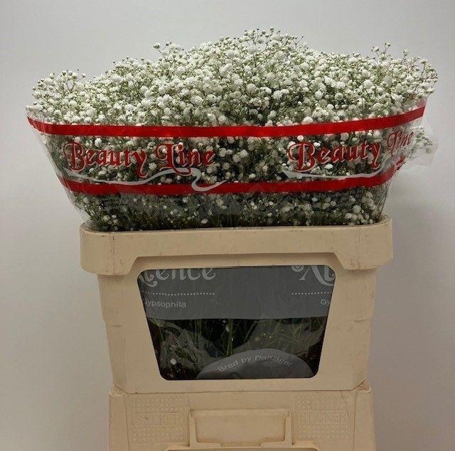 <h4>GYPS PA XLENCE</h4>