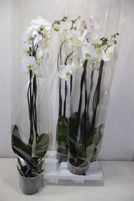 <h4>Phal Ov Wit</h4>