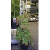Acer Orangeola