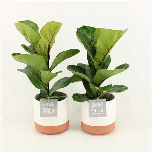 <h4>Ficus Lyrata in Milou keramiek</h4>