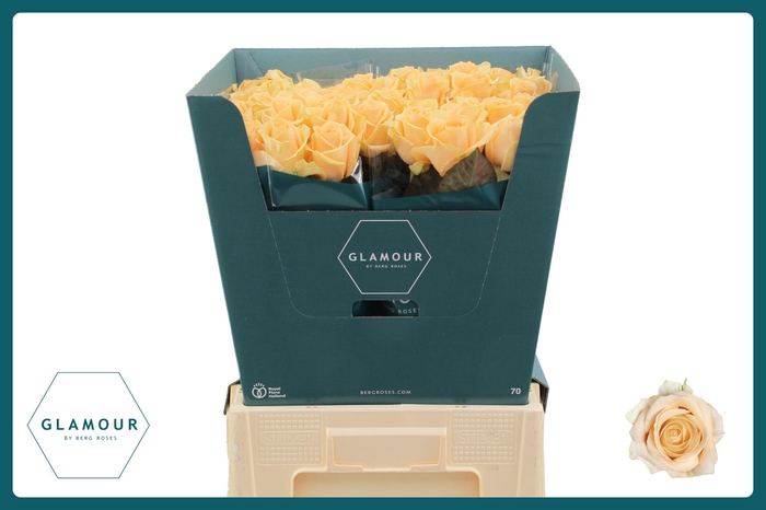 <h4>R GR AVALANCHE PEACH+ GLAMOUR</h4>