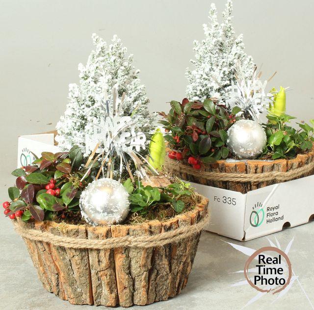 <h4>ARR BARK NATURE X2</h4>