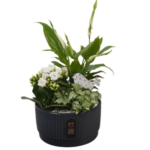 Arr.    Planten  L%