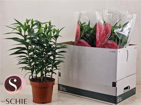 <h4>Lil Or Magny Cours 6 Pp 18+</h4>