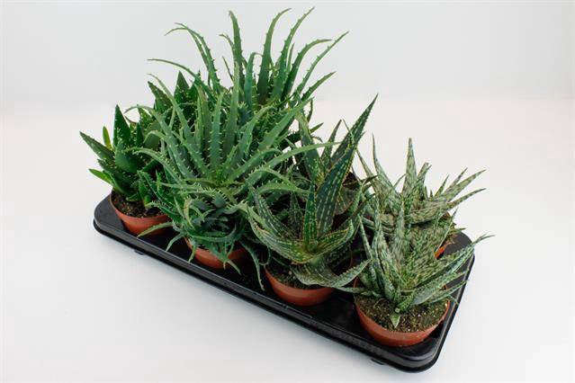 <h4>Aloe mix</h4>