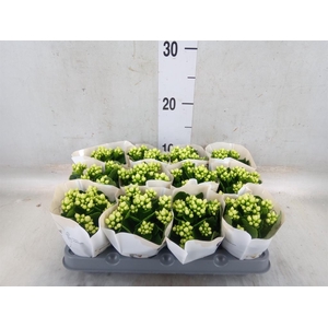 Kalanchoe blos. 'RosFlow Sia'